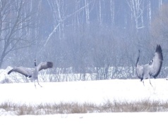 Żurawie wracają nad Bagno Bubnów. W Poleskim Parku Narodowym słychać pierwsze zwiastuny wiosny