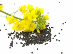 Rynek oleistych i zbóż: rzepak drożeje, pszenica pod presją rekordowej podaży