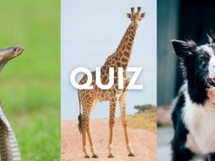 Quiz. Rozpoznasz wszystkie zwierzęta na zdjęciach? Pobij średnią 7/10!