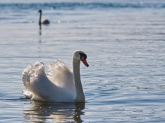 Wirus ptasiej grypy krąży po regionie. Obostrzenia objęły powiat limanowski