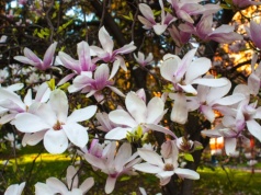 Tak zadbaj w marcu o magnolię, a pokryje się kwieciem. Sąsiedzi będą ci zazdrościć