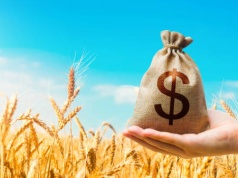 20.02.2026 Ceny skupu zbóż, kukurydzy, oleistych i strączkowych: Rynek zbóż bez przełomu. Ceny w skupach pozostają stabilne