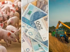 Ceny zbóż pod presją. Rzepak zagrożony, nawozy i paliwa w górę. Co z cenami żywca?