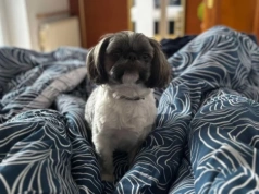 Pomóżmy odnaleźć pieska po wypadku na DK22