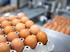 Jaja z salmonellą trafiły do sklepów. Pilny komunikat GIS 20.02.2026