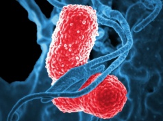 Co łączy raka jelita grubego z wirusem ukrytym w bakterii?