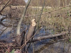 Na Pomorzu Wody Polskie chcą zniszczyć tamy bobrów w 160 miejscach