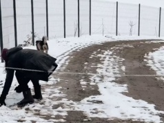 ,,Konie muszą się wyprowadzić z domu, który znają”. Interwencja DTS24