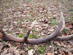 Straż Leśna rusza z coroczną akcją. Zbieracze poroża będą bacznie obserwowani