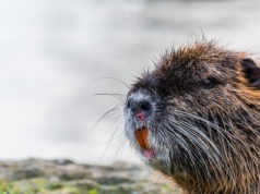 Celowo wpuszczają karpie do wód. To spowodowało nieodwracalne skutki