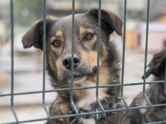 Ekspertka: system kontroli nad schroniskami dla zwierząt wygląda na iluzoryczny