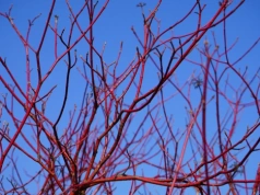 Posadź je wiosną, a będziesz sobie dziękować przez cały rok