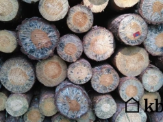 To drewno bardziej dymi, niż grzeje. Paląc nim tracisz nawet 30% ciepła