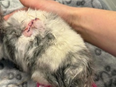 Marcyś: nagroda za wskazanie oprawcy. 10 000 zł za kluczowe informacje