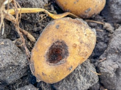 Ochrona ziemniaka przed szkodnikami glebowymi. Profilaktyka i dobre stanowisko zamiast chemii