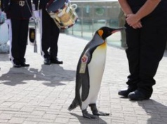 To jedyny na świecie pingwin-generał. "Służy" w norweskiej gwardii