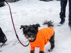 Zwierzęta w domu mają wpływ na dzieci? Odpowiedź jest zaskakująca