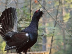 Głuszec, cietrzew i jarząbek. Mało znane leśne kuraki żyją w ukryciu