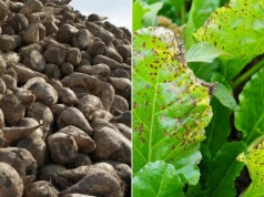 Nowe odmiany buraka cukrowego i pastewnego wpisane do rejestru. Sprawdź listę 17 nowości