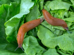 Wymieszaj to z kawą. Dzięki temu nie zobaczysz już ani jednego ślimaka w ogrodzie