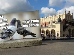 Kraków uruchamia pilotażowy program antykoncepcji dla gołębi, będzie dodawana do ziarna kukurydzy