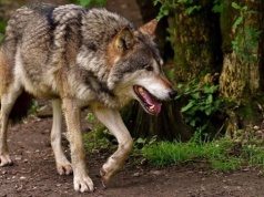 Wilki zaatakowały owce i zabiły 20 zwierząt