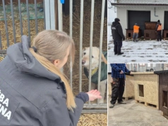 Osadzeni z Jastrzębia zbudowali budy dla psów i kotów. Trafiły do zwierzaków w Wodzisławiu