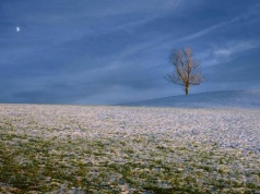 Celowane rozwiązania na problematyczne chwasty w zbożach