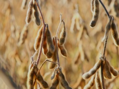 Rekordowe zbiory w Brazylii, szczególnie na plantacjach soi
