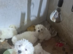 Dramat w nielegalnej hodowli. Sprawa wyszła na jaw w tragicznej sytuacji