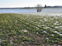 Zima bez śniegu uderza w rzepak. Czy czeka nas boom na jare?