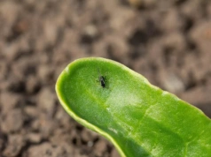 Czym są progi szkodliwości i gdzie ich szukać?