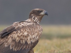 Największe ptaki Polski były na krawędzi wymarcia. Teraz mamy wielki sukces