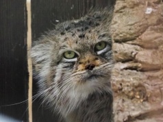 Manulka Jessie warszawskim Zwierzakiem Roku 2025