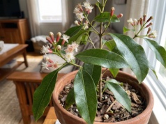 Goździk w doniczce? Egzotyczne drzewo z Indonezji, którego prawie nikt nie ma w domu