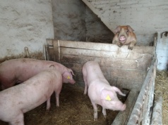 Ceny trzody chlewnej rosną. Czy to początek dłuższego trendu?