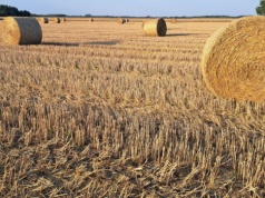 16,52 mld zł już na kontach rolników. ARiMR przelewa należności dopłatowe
