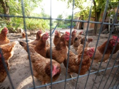 Te osoby nie muszą zgłaszać swoich kur. Wystarczy, że spełniają jeden warunek