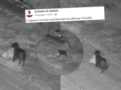 Włochy: mężczyzna oskarżony o wytresowanie psa do nielegalnego wyrzucania śmieci
