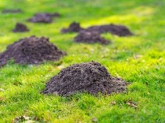 Wystarczy wbić w ziemię. Niezawodny sposób na krety i nornice