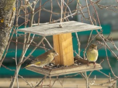 Kiedy zakończyć dokarmianie ptaków i jak zatroszczyć się o nie na wiosnę?