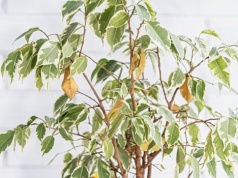 Fikus gubi liście? Wystarczy ta domowa odżywka, a szybko odżyje