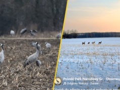 Niezwykłe nagranie z parku narodowego. "To jest głos nie do pomylenia"