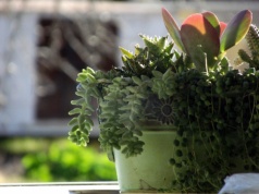 Relaks w otoczeniu roślin i książek, czyli „Zielona Strefa ROK-u”