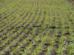 Jak najlepiej wzmocnić odporność roślin na wiosnę?