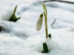 Zima w odwrocie? W Bieszczadach pierwsze kwiaty przebiły się przez śnieg