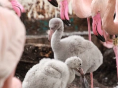 Pancernik, małe flamingi i rodzina arui. Śląskie zoo ma nowych mieszkańców