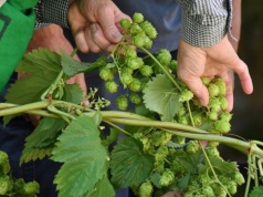 Rynek piwa się kurczy, chmiel reaguje. Jak zmienia się cały łańcuch dostaw?