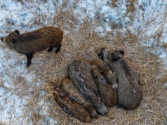 Ponad 200 dzików do odstrzału na Lubelszczyźnie. Jest decyzja wojewody