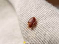 Lepiej zrezygnuj z tej rośliny w domu. Może przyciągać pluskwy